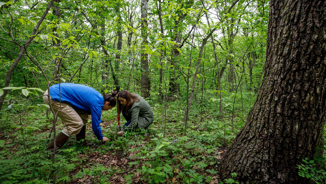 Students gathering plans in lush forest