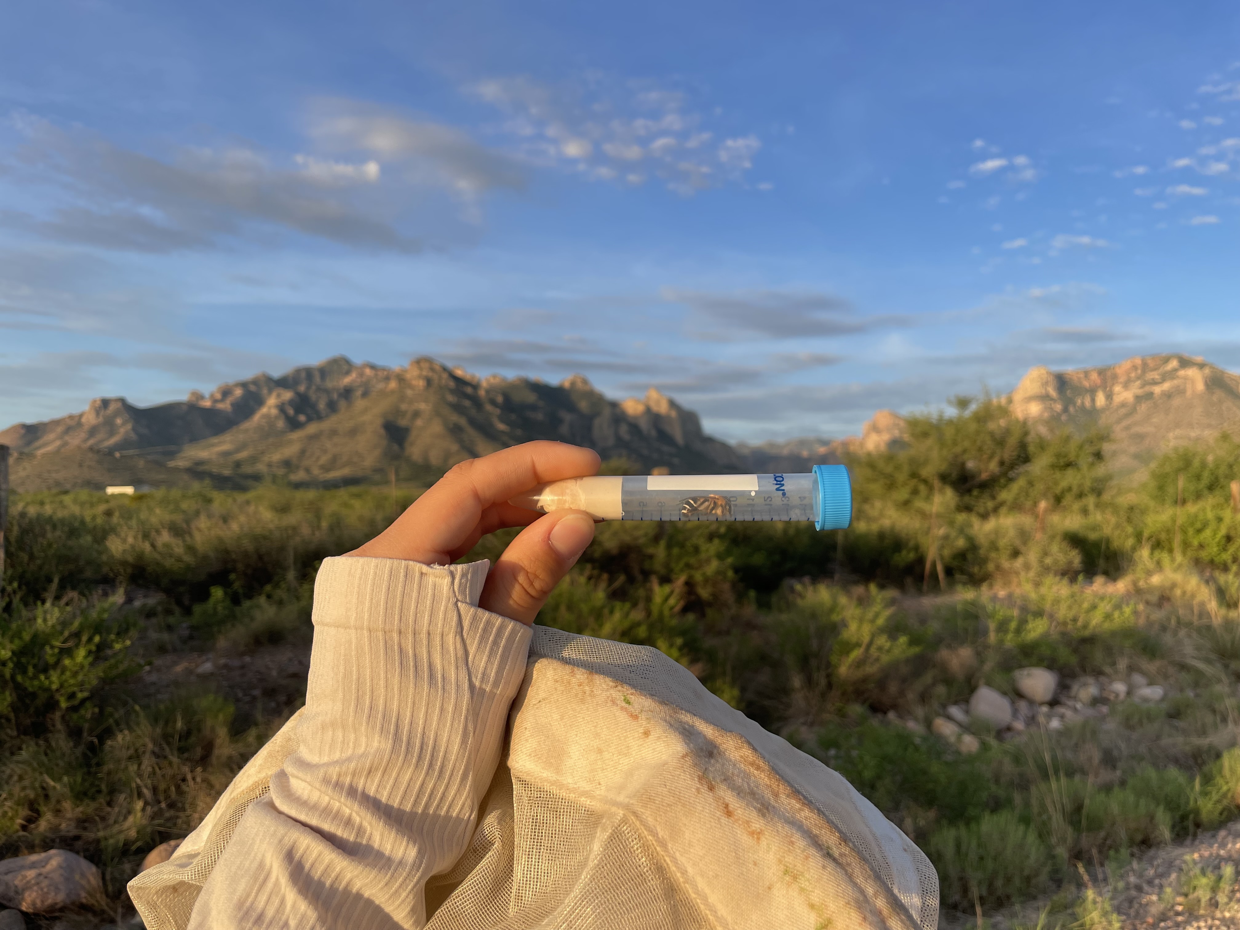 Natalie holding a Falcon Tube with a collected bee in it at a field site in Arizona.